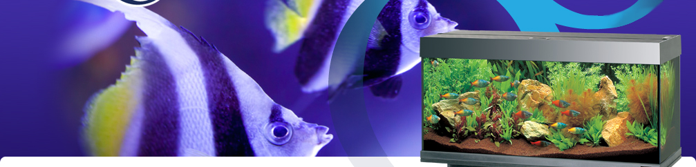 about Kidsgove tropicals