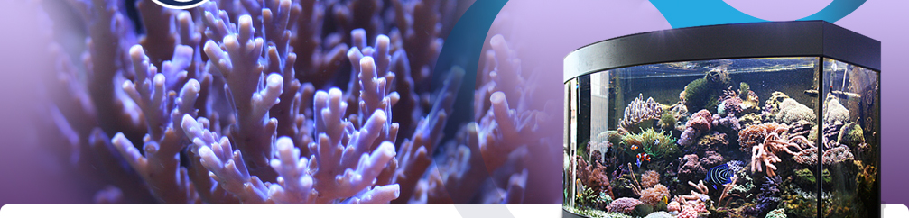 coral-banner