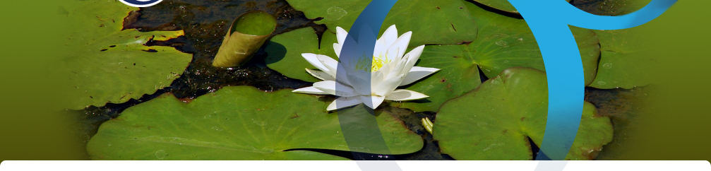 Pond plants