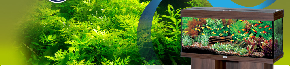 aquarium-plants